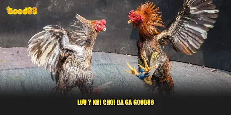 Đá Gà Good88 - Trải Nghiệm Đỉnh Cao Cùng Nhà Cái Hàng Đầu 3 An toàn minh bạch hợp pháp tại good88