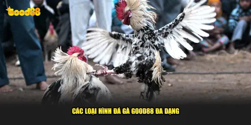Đá Gà Good88 - Trải Nghiệm Đỉnh Cao Cùng Nhà Cái Hàng Đầu 4 Khám phá các loại gà phổ biến chỉ có tại good88