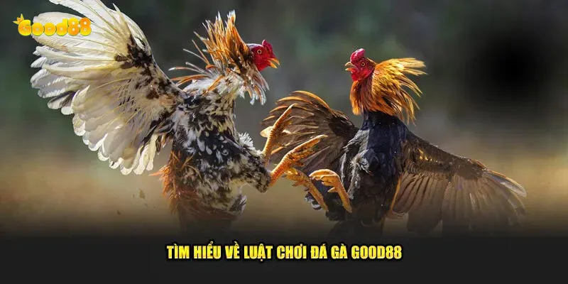 Đá Gà Good88 - Trải Nghiệm Đỉnh Cao Cùng Nhà Cái Hàng Đầu 2 Vì sao đá gà goo88 luôn là lựa chọn hàng đầu của các kê thủ
